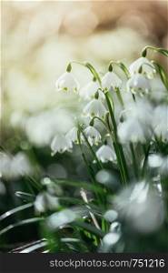 Beautiful white snowdrop flowers with blurry background, spring time