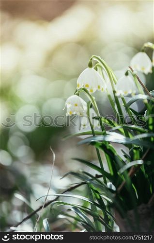 Beautiful white snowdrop flowers with blurry background, spring time