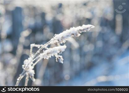 Beautiful white snowflakes on a dried grass at sunny winter day closeup