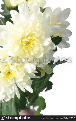 beautiful white spring flower close-up
