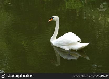 beautiful white swan in a artificial lake