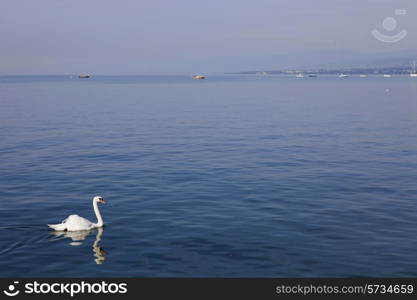 beautiful white swan in lausanne lake, switzerland