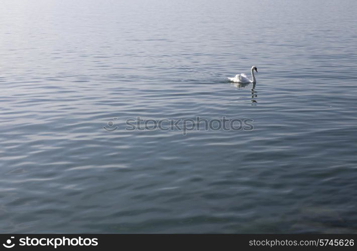 beautiful white swan in lausanne lake, switzerland