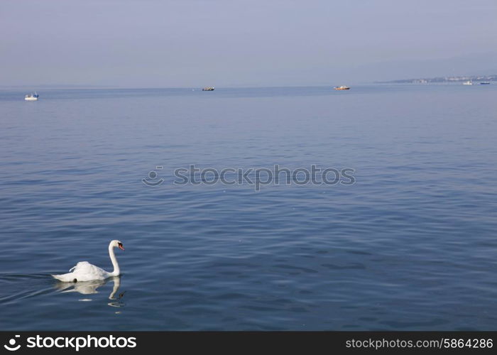 beautiful white swan in lausanne lake, switzerland