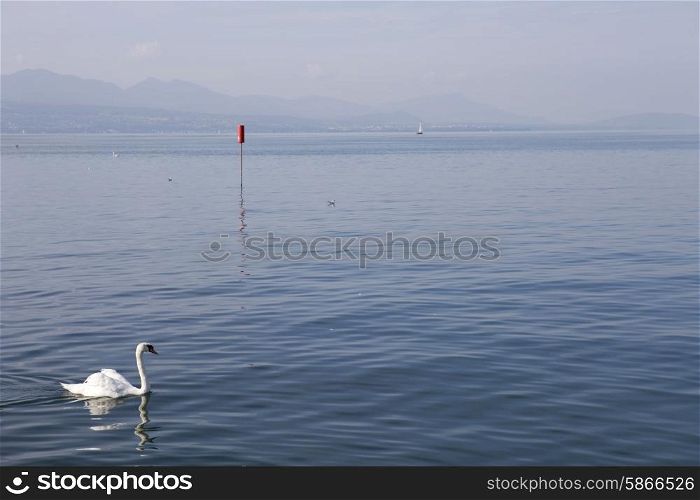 beautiful white swan in lausanne lake, switzerland