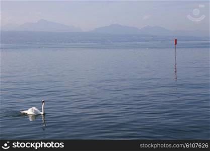 beautiful white swan in lausanne lake, switzerland