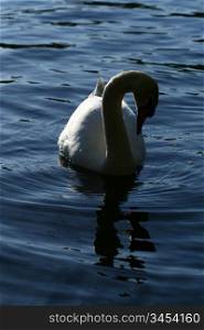 beautiful white swan in water