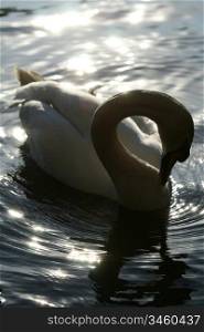 beautiful white swan in water