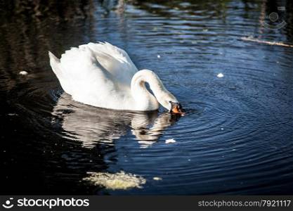 Beautiful white swan on lake drinking water