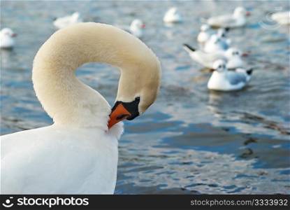 Beautiful white swan on the water.