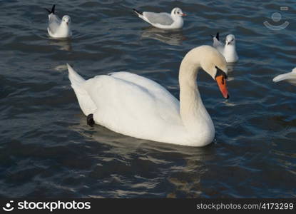 Beautiful white swan on the water.