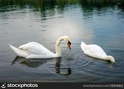 Beautiful white swan swimming on a pond. White swan swimming on a pond