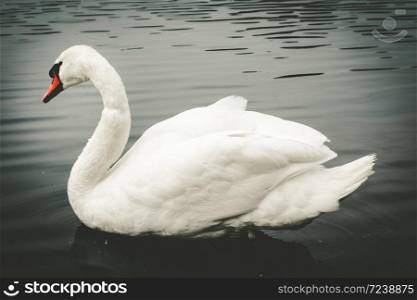 Beautiful white swan swimming on a pond. White swan swimming on a pond