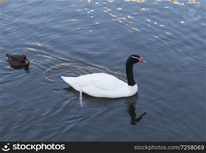 Beautiful white swan with red beak swimming in lake, slow motion.. Beautiful white swan with red beak swimming in lake, slow motion
