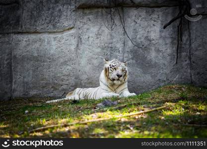 Beautiful white tiger laying on the grass. Beautiful white tiger laying