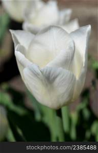 Beautiful white tulip flower in garden with blurred background.. Fresh white tulip