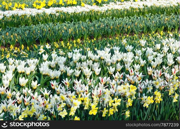 Beautiful white tulips and narcissus (spring meadow).