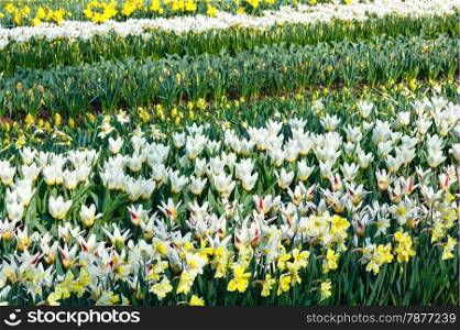 Beautiful white tulips and narcissus (spring meadow).