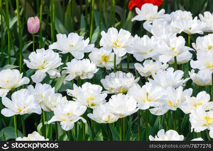 Beautiful white tulips in the spring time (macro).