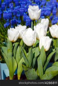 Beautiful white tulips in the spring time (macro) and blue flowers behind.