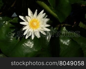 beautiful white water lily flower in the pond