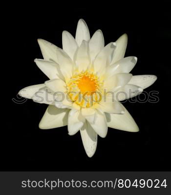 beautiful white water lily flower isolated on black background