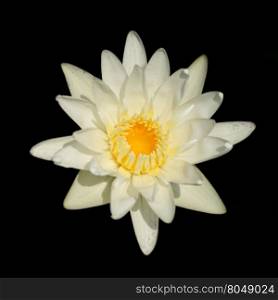 beautiful white water lily flower isolated on black background