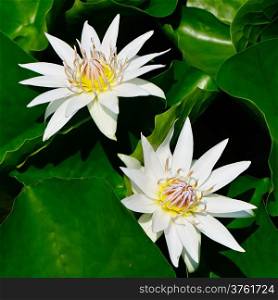 Beautiful white waterlily in the pond