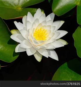 Beautiful white waterlily in the pond