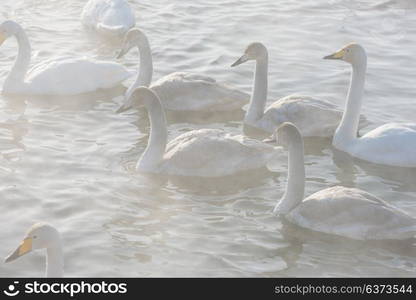 Beautiful white whooping swans. Beautiful white whooping swans swimming in the nonfreezing winter lake. The place of wintering of swans, Altay, Siberia, Russia.