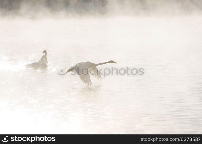 Beautiful white whooping swans. Beautiful white whooping swans swimming in the nonfreezing winter lake. The place of wintering of swans, Altay, Siberia, Russia.