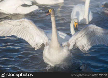 Beautiful white whooping swans. Beautiful white whooping swans swimming in the nonfreezing winter lake. The place of wintering of swans, Altay, Siberia, Russia.