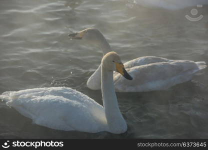 Beautiful white whooping swans. Beautiful white whooping swans swimming in the nonfreezing winter lake. The place of wintering of swans, Altay, Siberia, Russia.