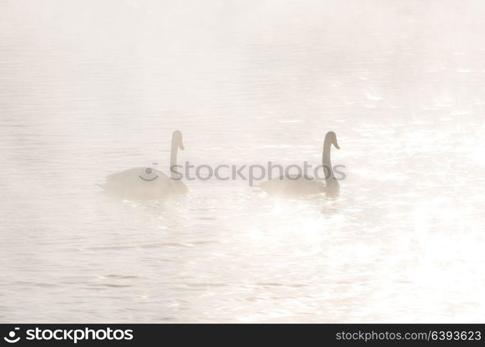 Beautiful white whooping swans. Beautiful white whooping swans swimming in the nonfreezing winter lake. The place of wintering of swans, Altay, Siberia, Russia.