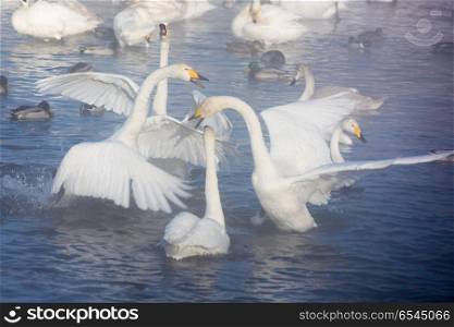 Beautiful white whooping swans. Beautiful white whooping swans swimming in the nonfreezing winter lake. The place of wintering of swans, Altay, Siberia, Russia.