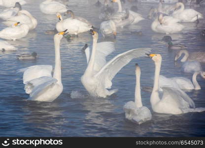 Beautiful white whooping swans. Beautiful white whooping swans swimming in the nonfreezing winter lake. The place of wintering of swans, Altay, Siberia, Russia.