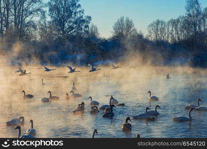 Beautiful white whooping swans. Beautiful white whooping swans swimming in the nonfreezing winter lake. The place of wintering of swans, Altay, Siberia, Russia.