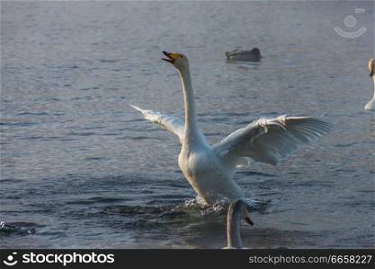 Beautiful white whooping swans swimming in the nonfreezing winter lake. The place of wintering of swans, Altay, Siberia, Russia.. Beautiful white whooping swans