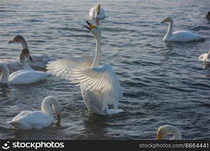 Beautiful white whooping swans swimming in the nonfreezing winter lake. The place of wintering of swans, Altay, Siberia, Russia.. Beautiful white whooping swans
