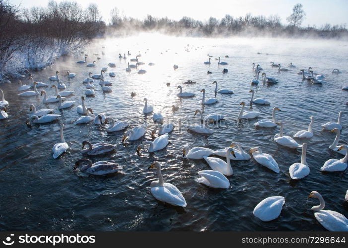 Beautiful white whooping swans swimming in the nonfreezing winter lake. The place of wintering of swans, Altay, Siberia, Russia.. Beautiful white whooping swans