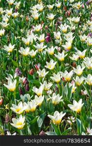 Beautiful white-yellow tulips close-up (nature spring background).