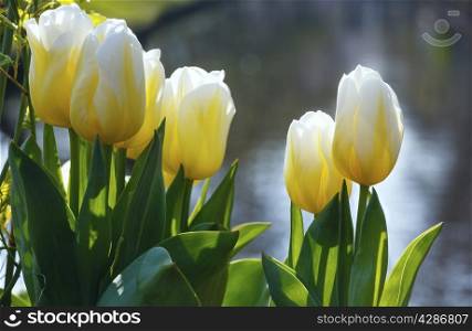 Beautiful white-yellow tulips in the spring time (macro).