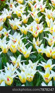 Beautiful white-yellow tulips in the spring time (macro).