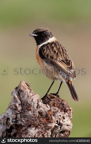 Beautiful wild bird perched on a branch in nature