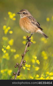 Beautiful wild bird perched on a branch in nature