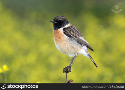 Beautiful wild bird perched on a branch in nature