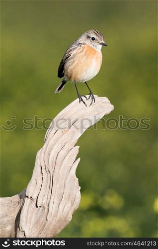 Beautiful wild bird perched on a branch in nature
