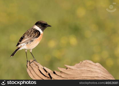 Beautiful wild bird perched on a branch in nature