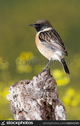 Beautiful wild bird perched on a branch in nature