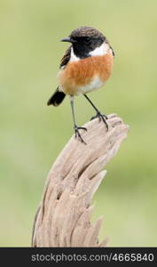 Beautiful wild bird perched on a branch in nature